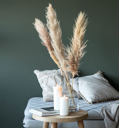 Pampas strå Pampas strå